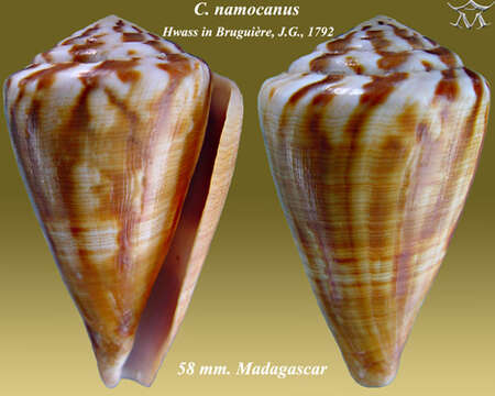 Image of namocanus cone