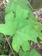 Image of tetrapanax