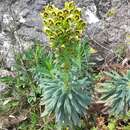 Euphorbia characias subsp. characias resmi