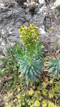 Euphorbia characias subsp. characias resmi