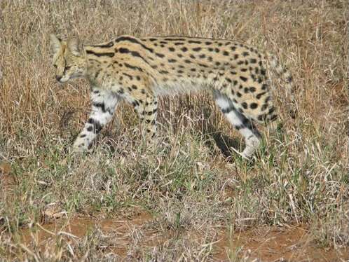 Image of Serval (cat)