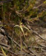 Image of Scented spider orchid