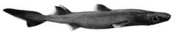 Image of Southern Lanternshark