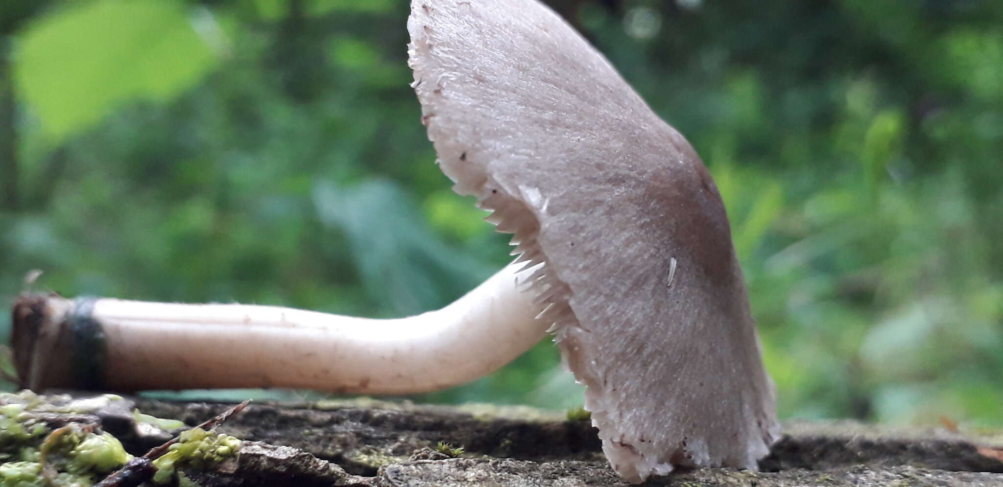 Coprinopsis melanthina (Fr.) Örstadius & E. Larss. 2015 resmi