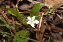 Слика од Arenaria soratensis Rohrb.