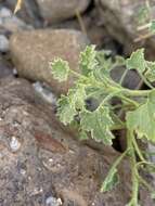 Image of Parry's rockdaisy