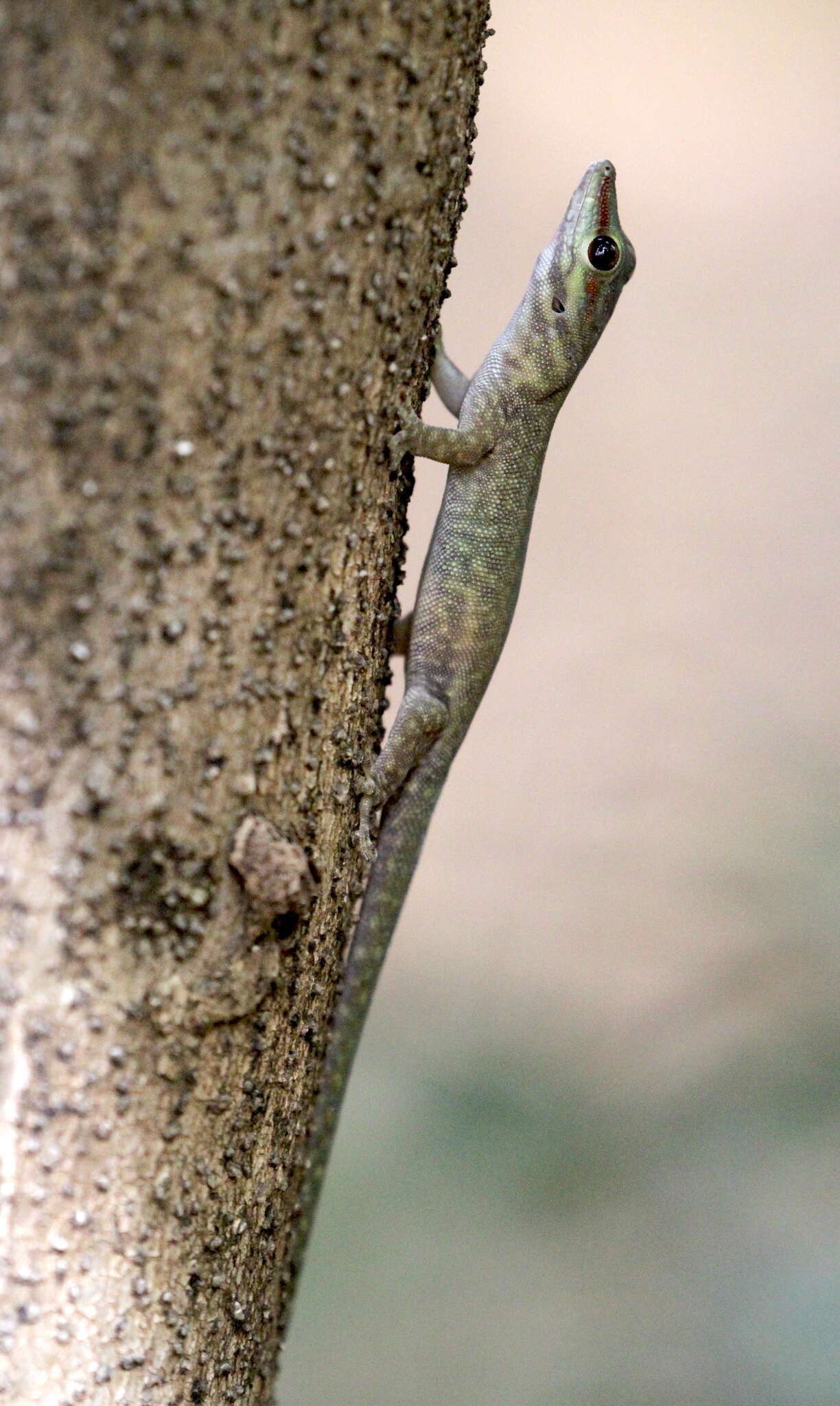 Plancia ëd Phelsuma abbotti Stejneger 1893