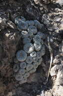 Image of Lophophora fricii Haberm.