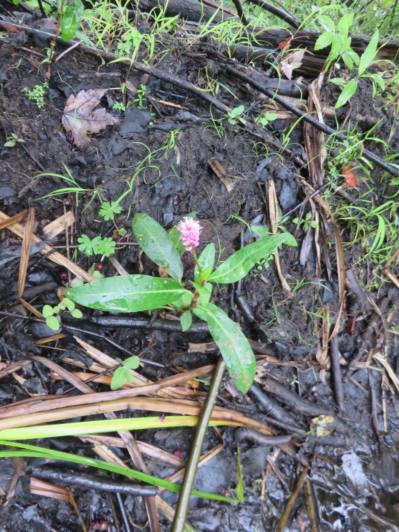 Image of water smartweed