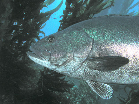 Image of Black Sea Bass