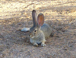 Image of Audubon's Cottontail