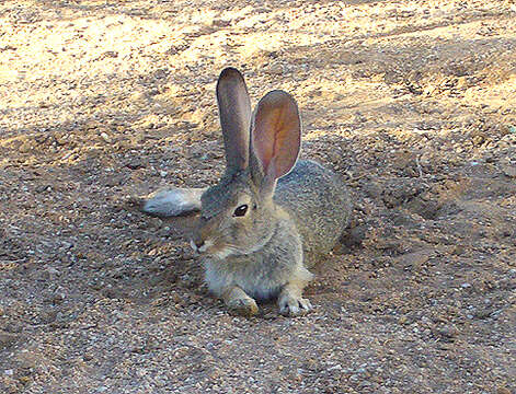 Image of Audubon's Cottontail