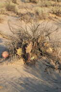 Image of Brownspine Pricklypear