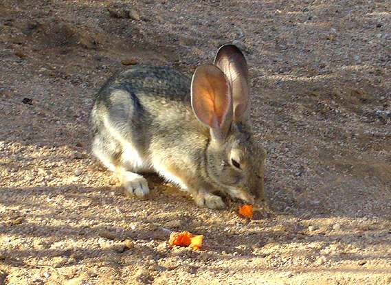 Image of Audubon's Cottontail