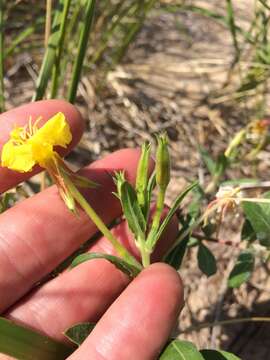 Imagem de Oenothera oakesiana (A. Gray) S. Watson