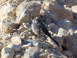 Image of Pied Wagtail and White Wagtail