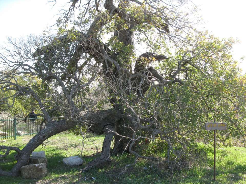 Image of aleppo oak