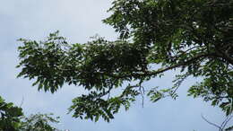 Image of Copaifera aromatica Dwyer