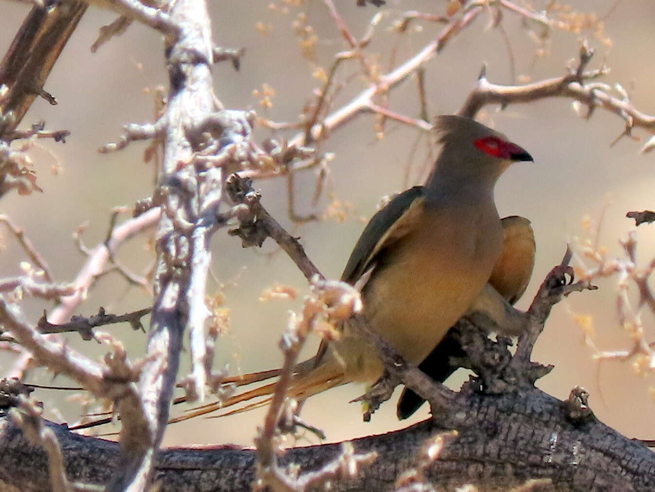 Sivun Urocolius indicus lacteifrons (Sharpe 1892) kuva