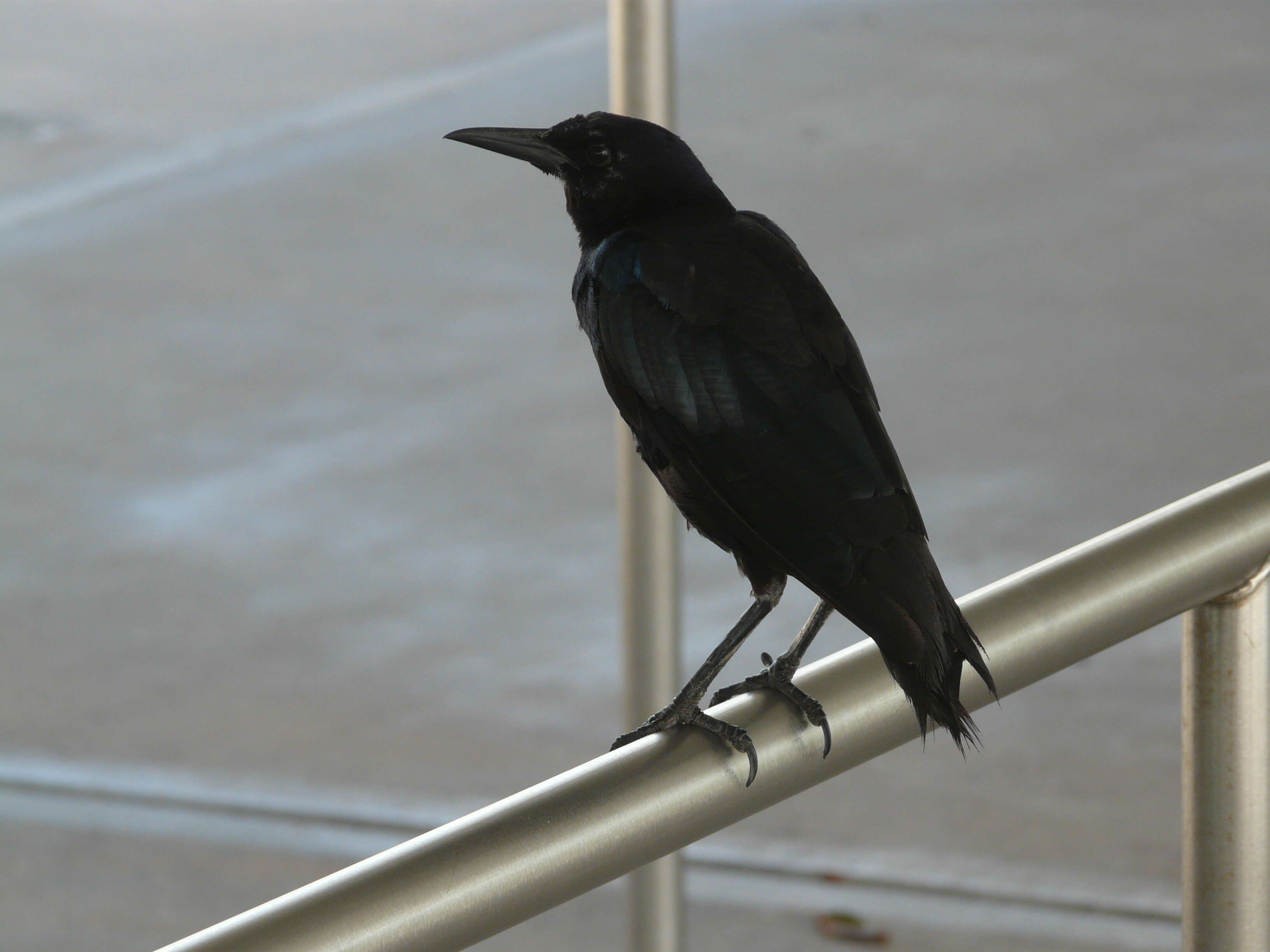 Image of Boat-tailed Grackle