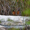 Image of Ruddy Crake