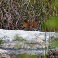 Image of Ruddy Crake