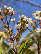 Image de Pyracantha fortuneana (Maxim.) H. L. Li