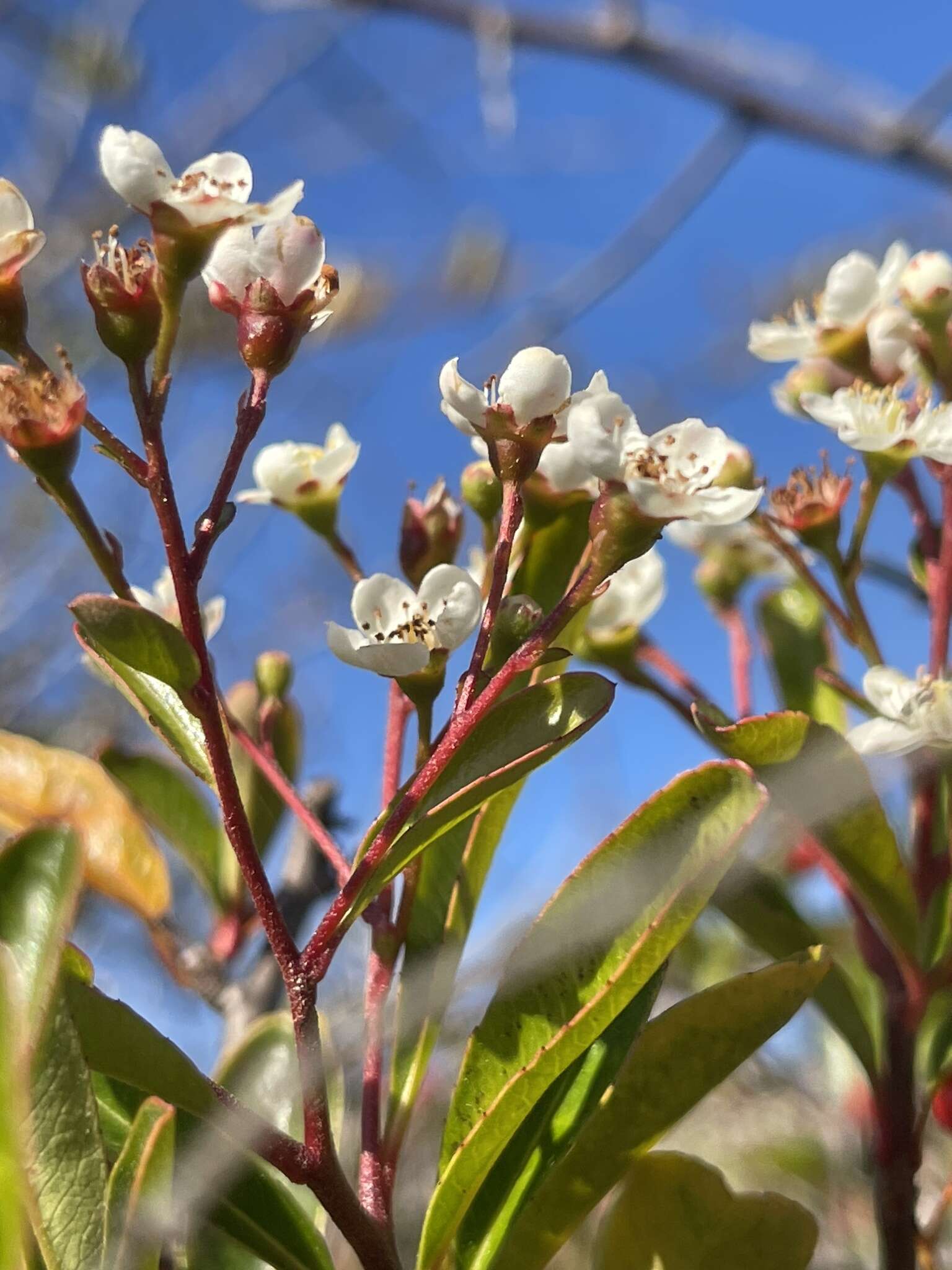 Image de Pyracantha fortuneana (Maxim.) H. L. Li