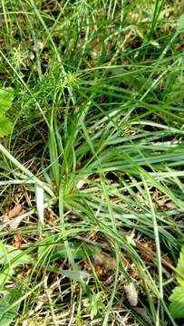 Image of Armeria maritima subsp. elongata (Hoffm.) Bonnier