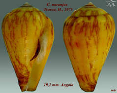 Image de Conus naranjus Trovão 1975