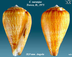 Image de Conus naranjus Trovão 1975