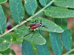 Image of Psorophora longipalpus Randolph & O'Neill 1944