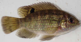 Image of Banded bream