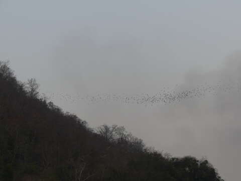 Image of Tadarine Free-tailed Bats