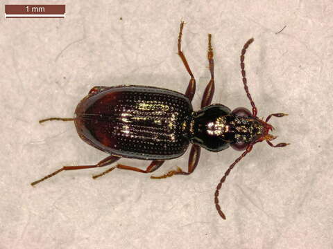 Bembidion (Emphanes) normannum Dejean 1831的圖片