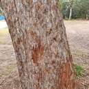 Image of Thick-leaved Mahogany