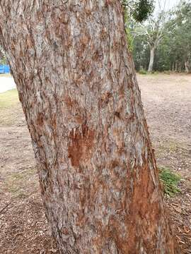 Слика од Eucalyptus carnea F. Müll. ex R. T. Baker