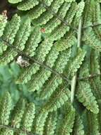 Image of Dryopteris oligodonta (Desv.) Pic. Serm.