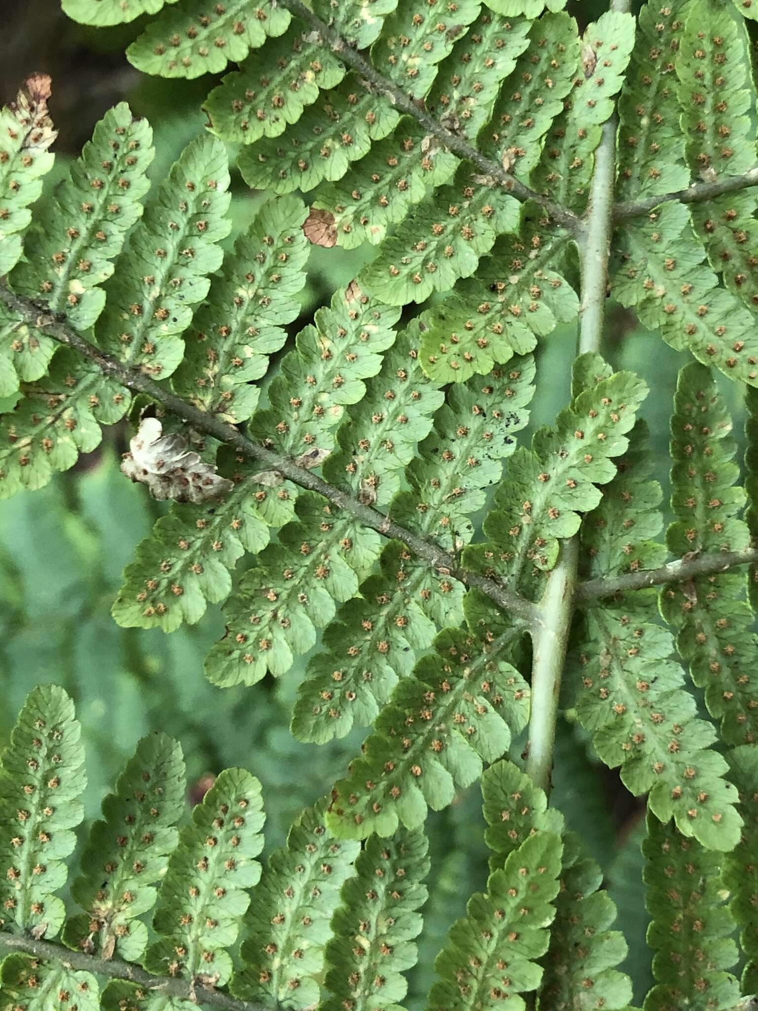 Image of Dryopteris oligodonta (Desv.) Pic. Serm.