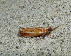 Image of Webbing Coneworm Moth