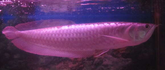 Image of silver arowana