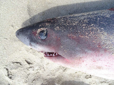 Image of Salmon Shark