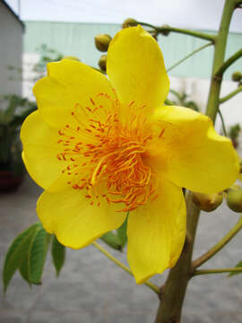 Cochlospermum religiosum (L.) Alston resmi