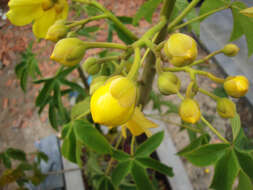 Image of silk-cotton tree