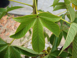 Image of silk-cotton tree