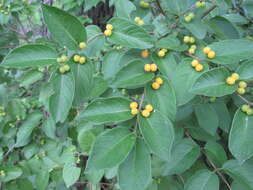 Image of Manchurian honeysuckle