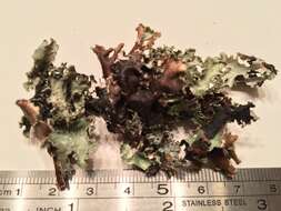 Image of Varied Rag Lichen