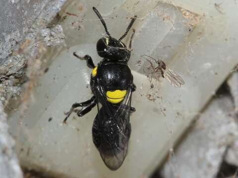 Image of Hylaeus nubilosus (Smith 1853)