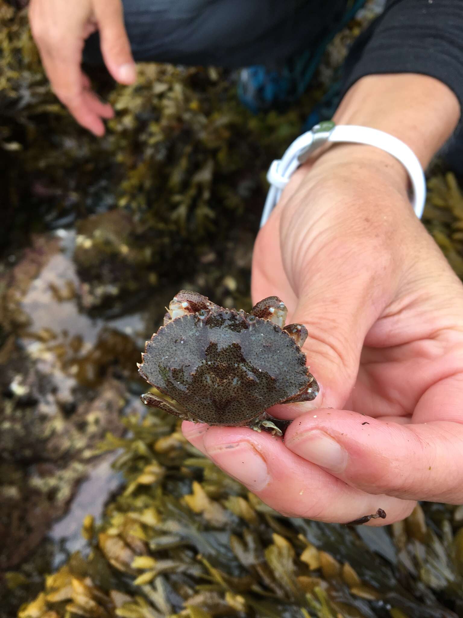 Image of Atlantic Rock Crab