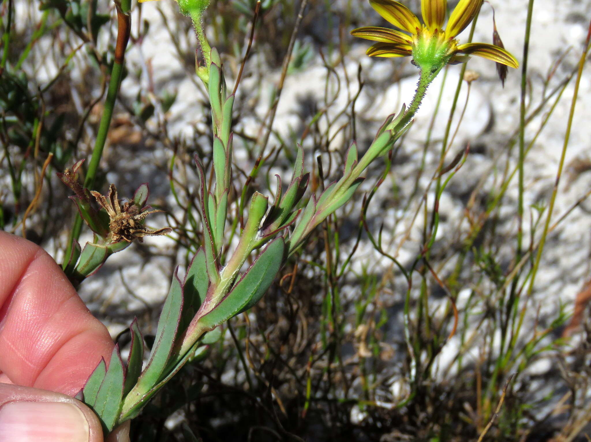 Image of Osteospermum polygaloides L.